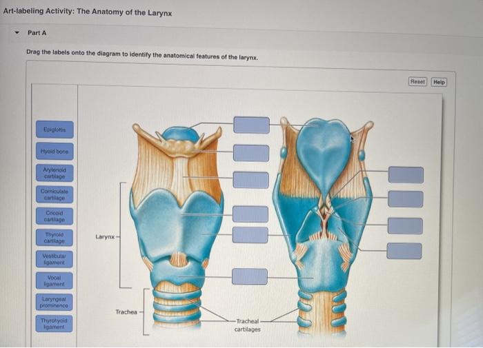 Art-labeling activity anatomy of the larynx