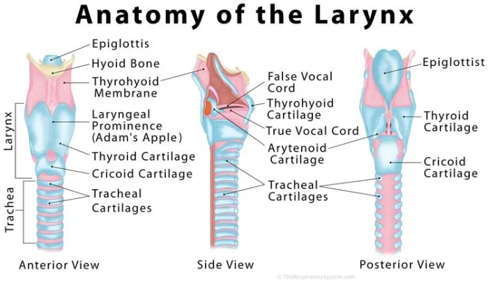 Art-labeling activity anatomy of the larynx