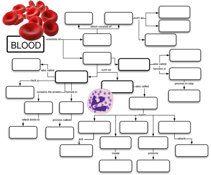 Concept map blood groups and transfusions