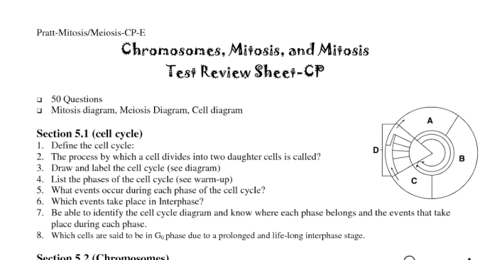 Meiosis foldable activity answer key