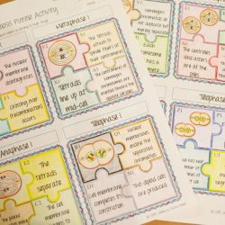 Meiosis foldable activity answer key