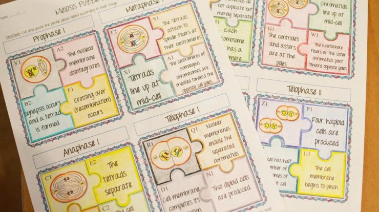 Meiosis foldable activity answer key