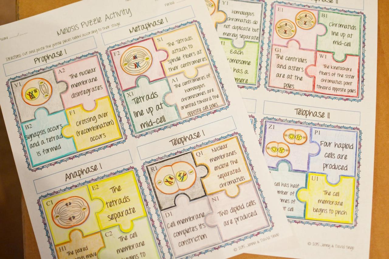 Meiosis foldable activity answer key