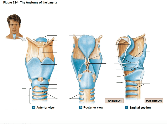 Art-labeling activity anatomy of the larynx