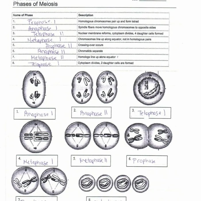 Meiosis activity paste cut introduction