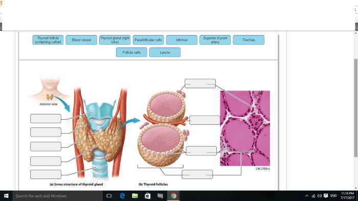 Art-labeling activity anatomy of the larynx