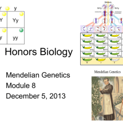 Section 11 3 exploring mendelian genetics