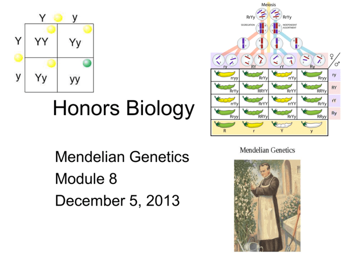 Section 11 3 exploring mendelian genetics