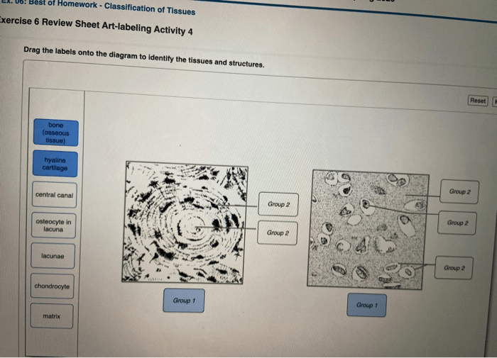 Exercise 6 review sheet classification of tissues