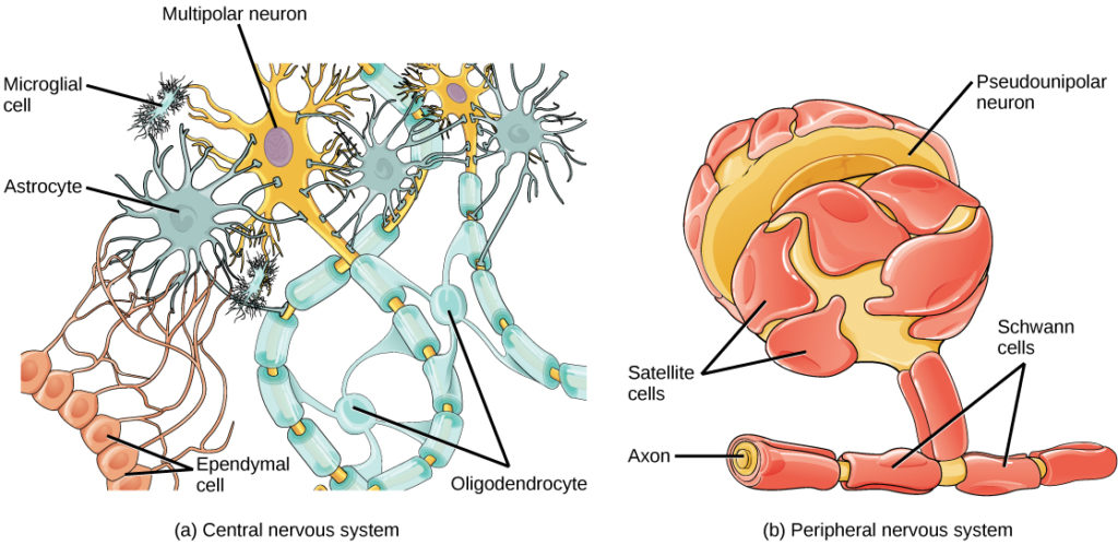 Check all that are true statements regarding astrocytes.