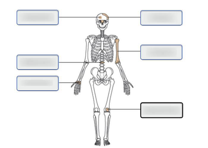 Quizlet tissue osteon histology anatomy canaliculi haygot haversian lamellae interstitial human flashcards