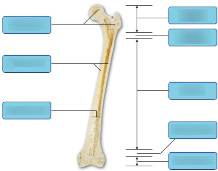 Art-labeling activity structure of a long bone