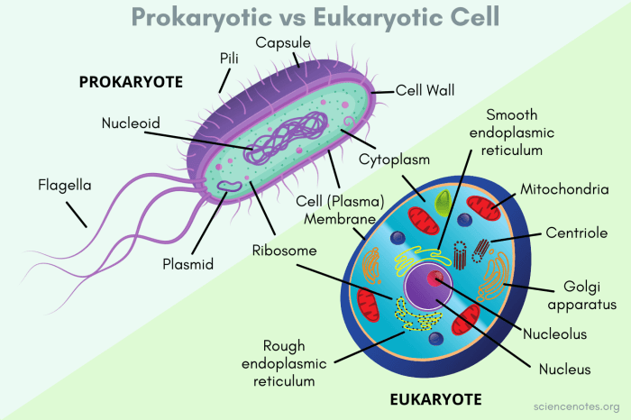 Prokaryotic cells and eukaryotic cells worksheet