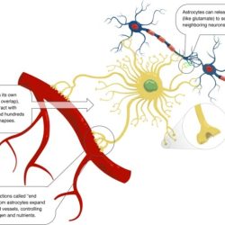 Nervous synapse neurons neuron myelinated synaptic glial microbiology neurotransmitter axon nerve myelin sheath cns dendrite receptor nucleus receptors neurotransmitters presynaptic