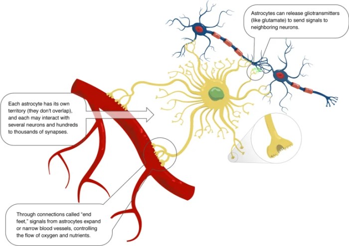 Nervous synapse neurons neuron myelinated synaptic glial microbiology neurotransmitter axon nerve myelin sheath cns dendrite receptor nucleus receptors neurotransmitters presynaptic