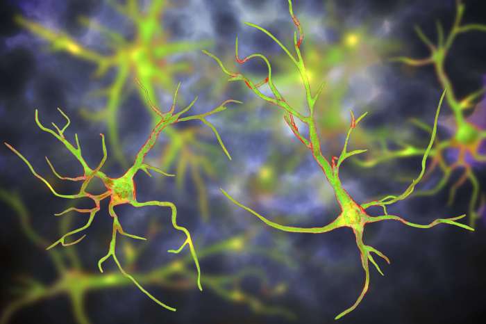 Check all that are true statements regarding astrocytes.