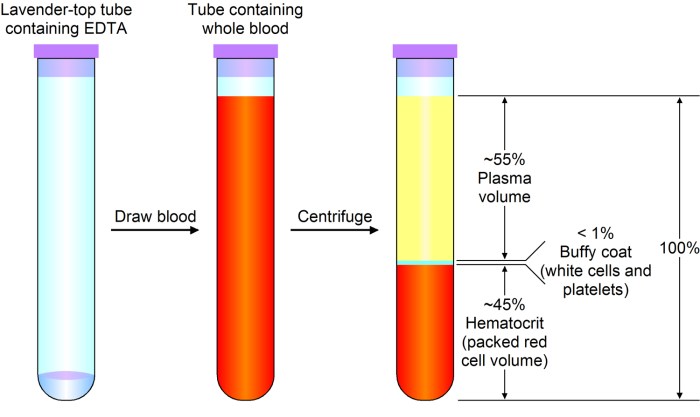 Blood whole composition plasma make vector