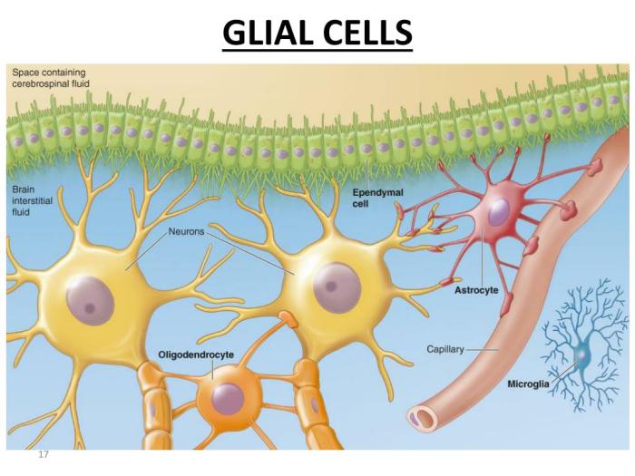 Nervous astrocytes cns myelin microglial physiology neurons organs produce ependymal sheaths