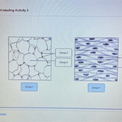 Exercise 6 review sheet classification of tissues