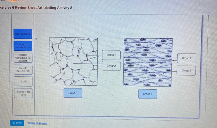 Exercise 6 review sheet classification of tissues