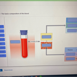 Art-labeling activity the composition of whole blood