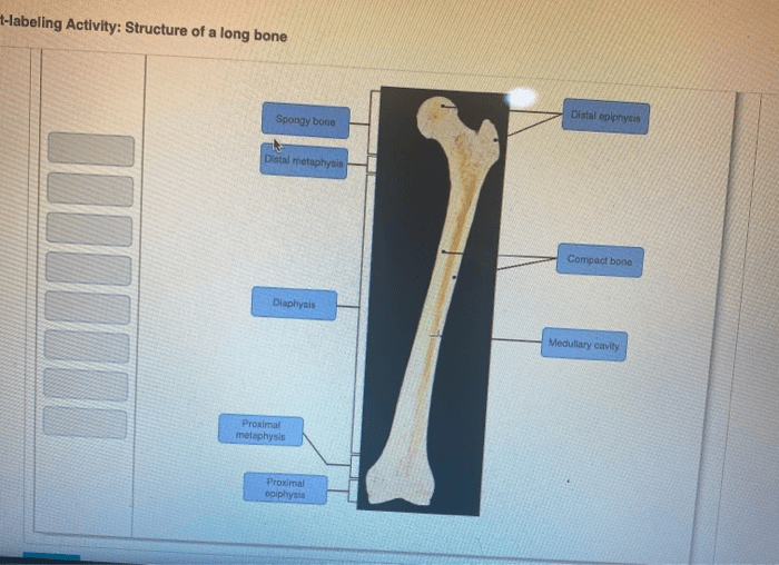 Labeling bone quizlet