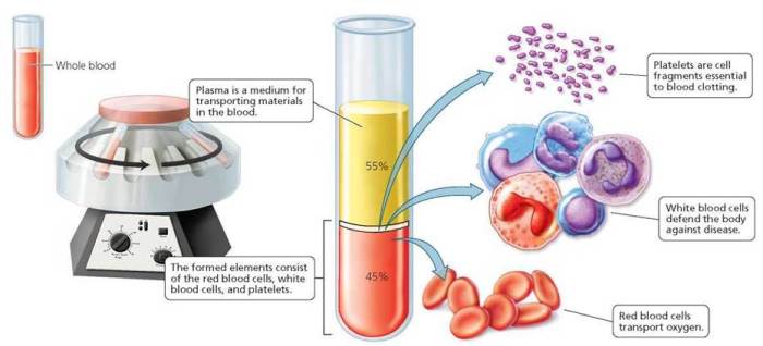 Blood quizlet label cholesterol levels high parts sample separated