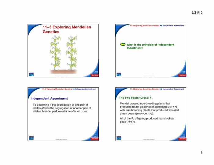 Section 11 3 exploring mendelian genetics