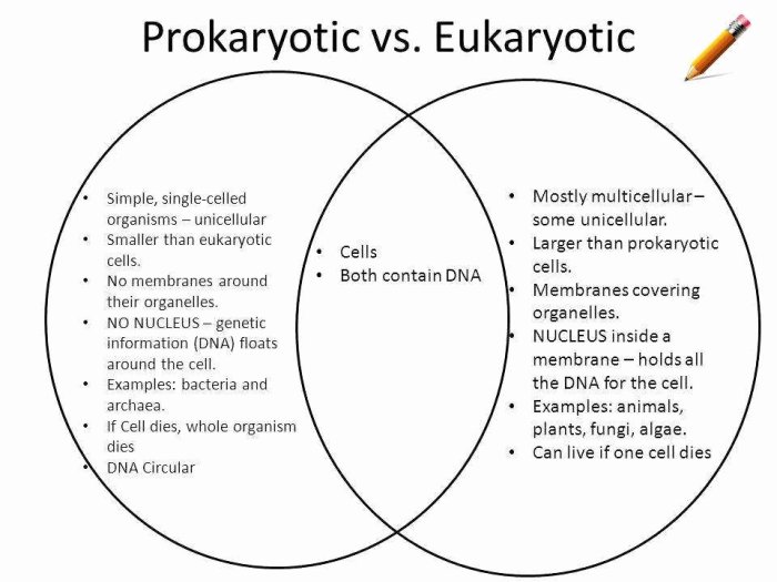 Prokaryotic cells and eukaryotic cells worksheet