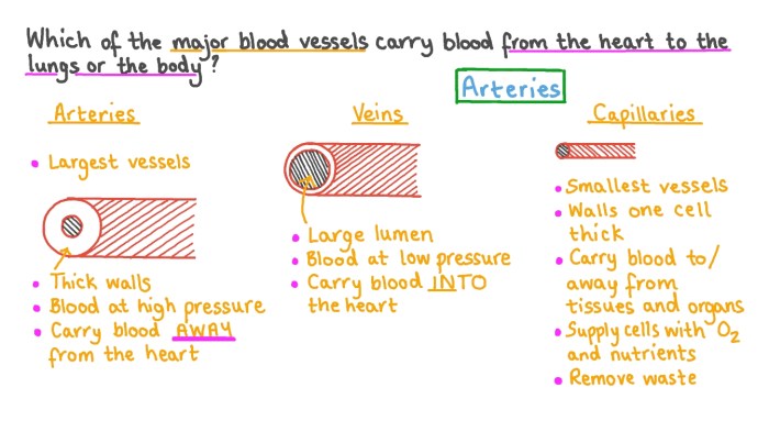 Which statement is true regarding blood vessels