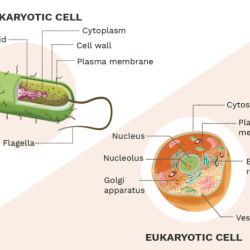 Prokaryotic eukaryotic structural comparisons organelle