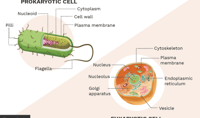 Prokaryotic eukaryotic structural comparisons organelle