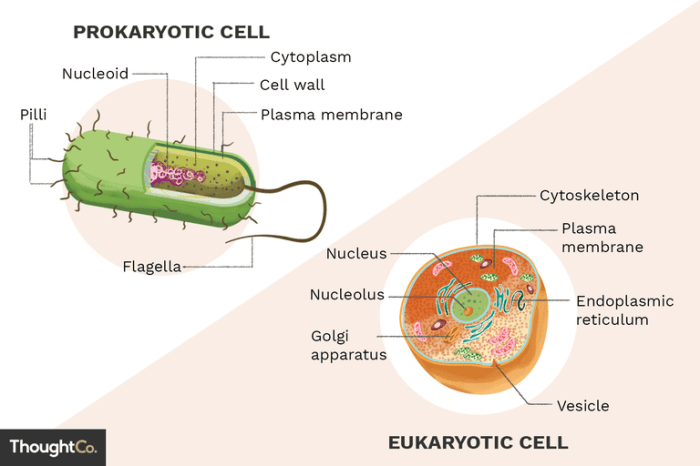 Prokaryotic eukaryotic structural comparisons organelle